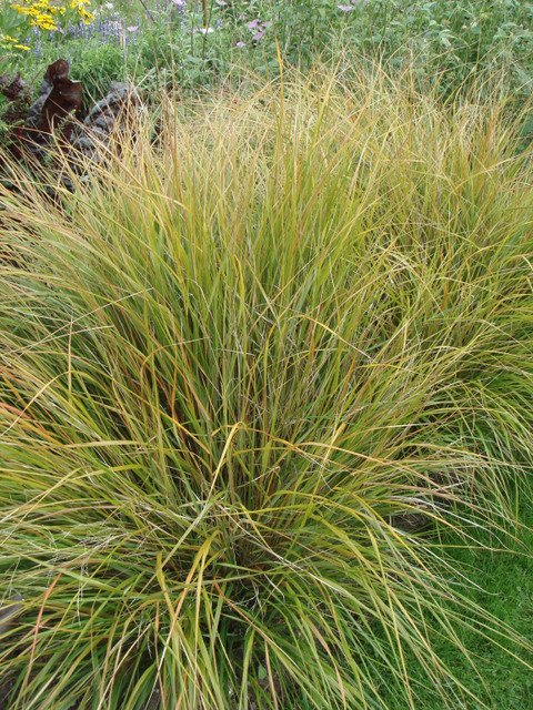 Stipa arundinacea 'Pheasant Tail'